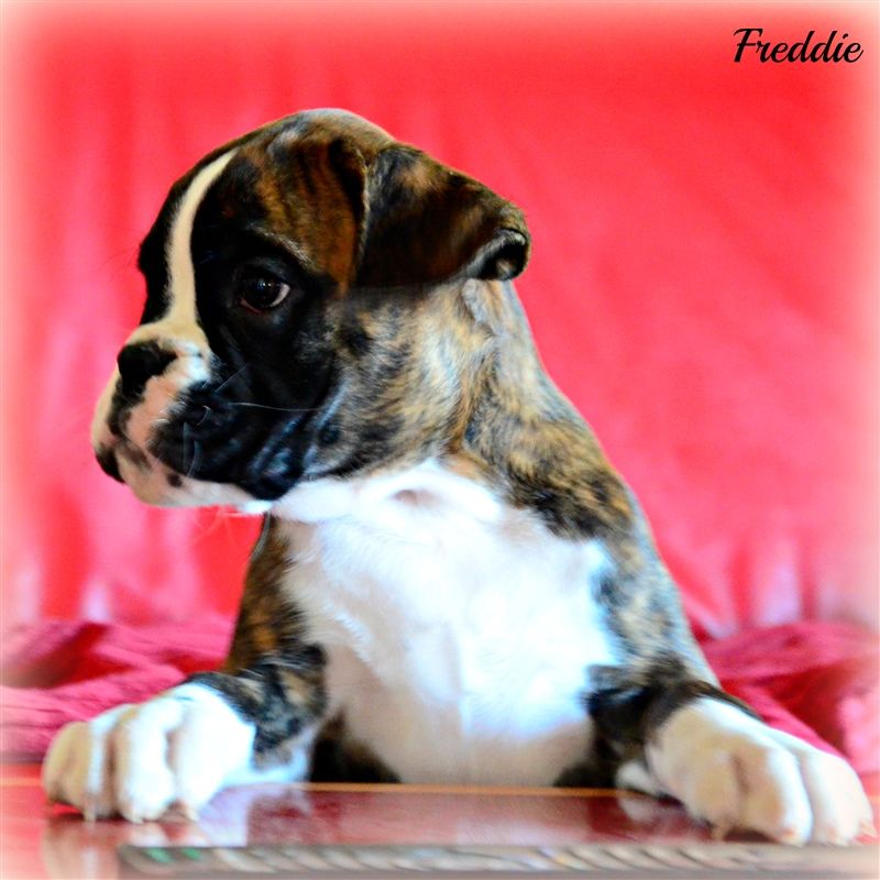 9,5 weeks